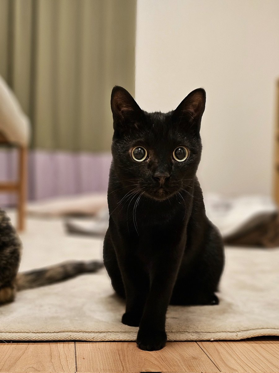 kariton28mhy25's tweet image. ポーっ