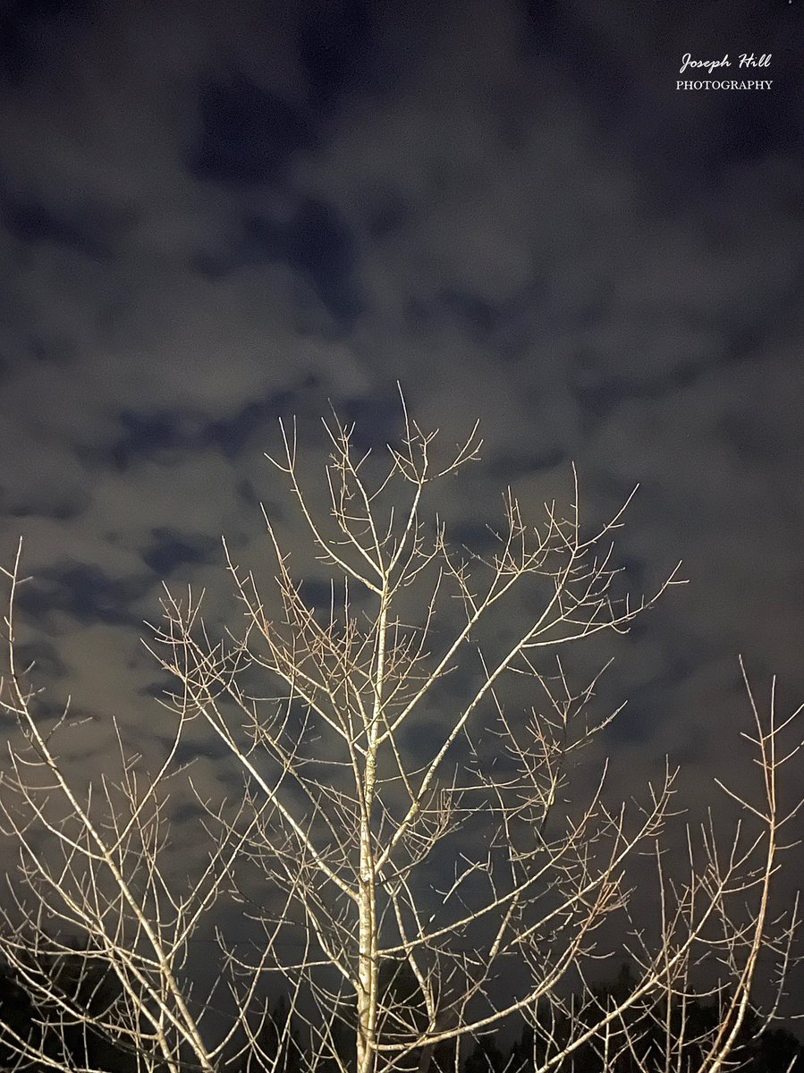 JosephHill3794's tweet image. Winter Night❄️☁️
Photo By: Joseph Hill🙂📸

#winter #winternight #night #nightsky #sky #cloudy #tree #nature #beautiful #peaceful #nighttime #wintertime #wintervibes #winterphotography #NightPhotography #VassNC #February