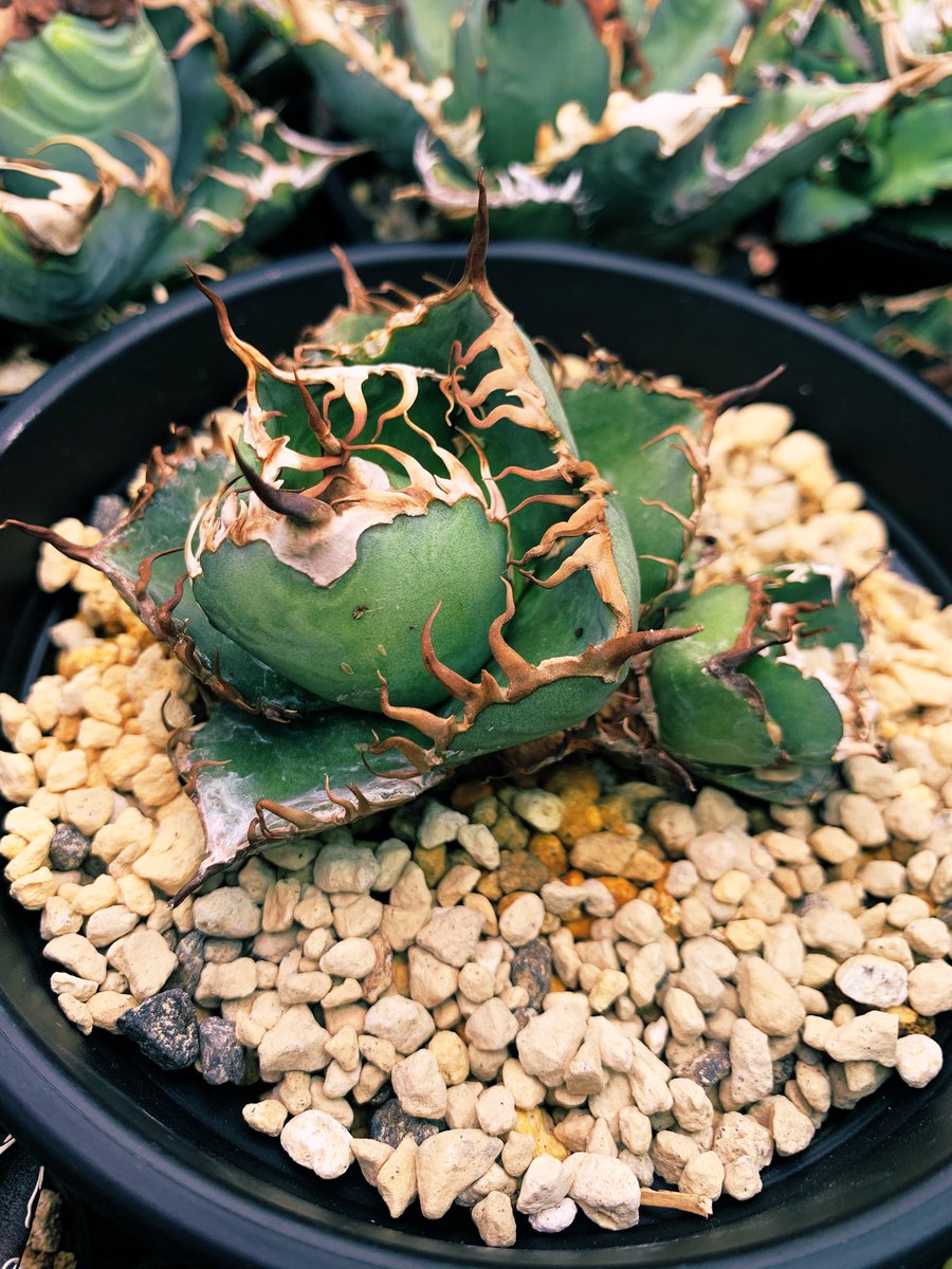 グッド多肉（goodtaniku） (@xiejunxian6990) / Posts / X