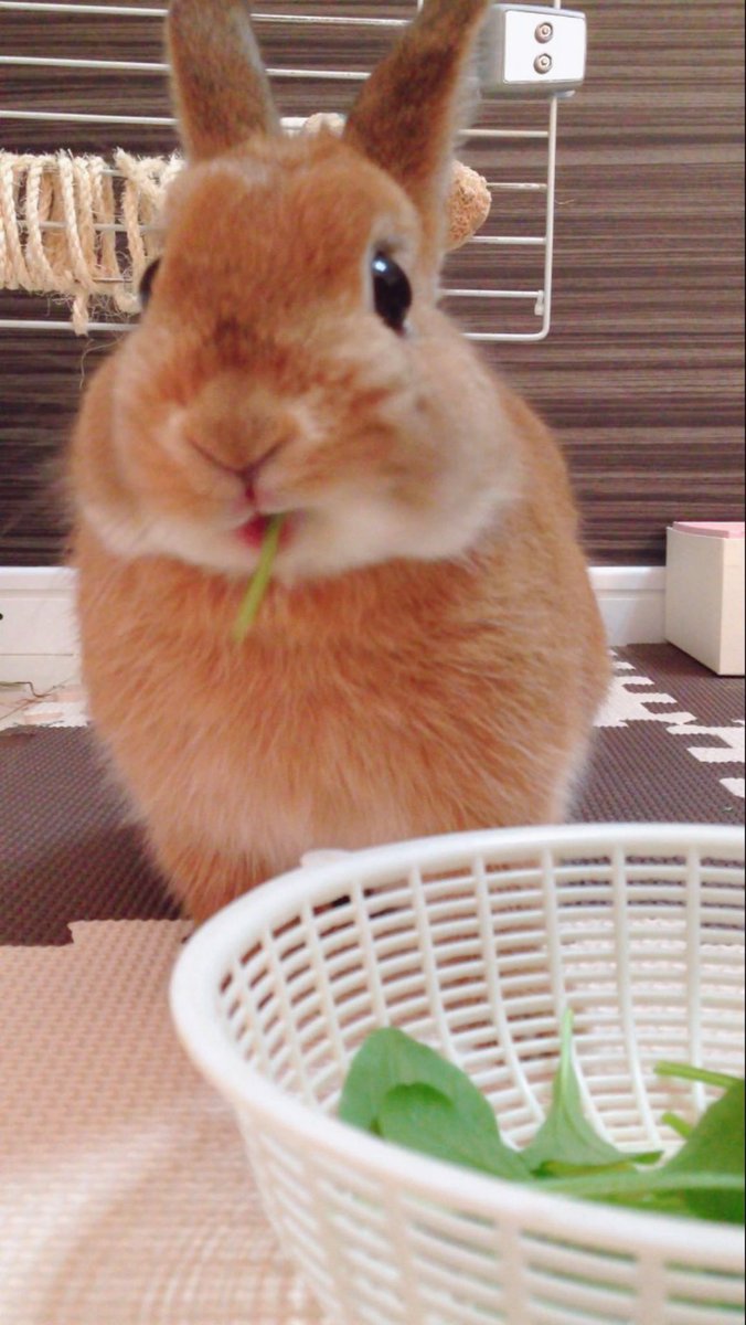 🐰琥珀☘️ ⟡.·𓈒 ˖ ࣪ 𝜗𝜚 tweet media