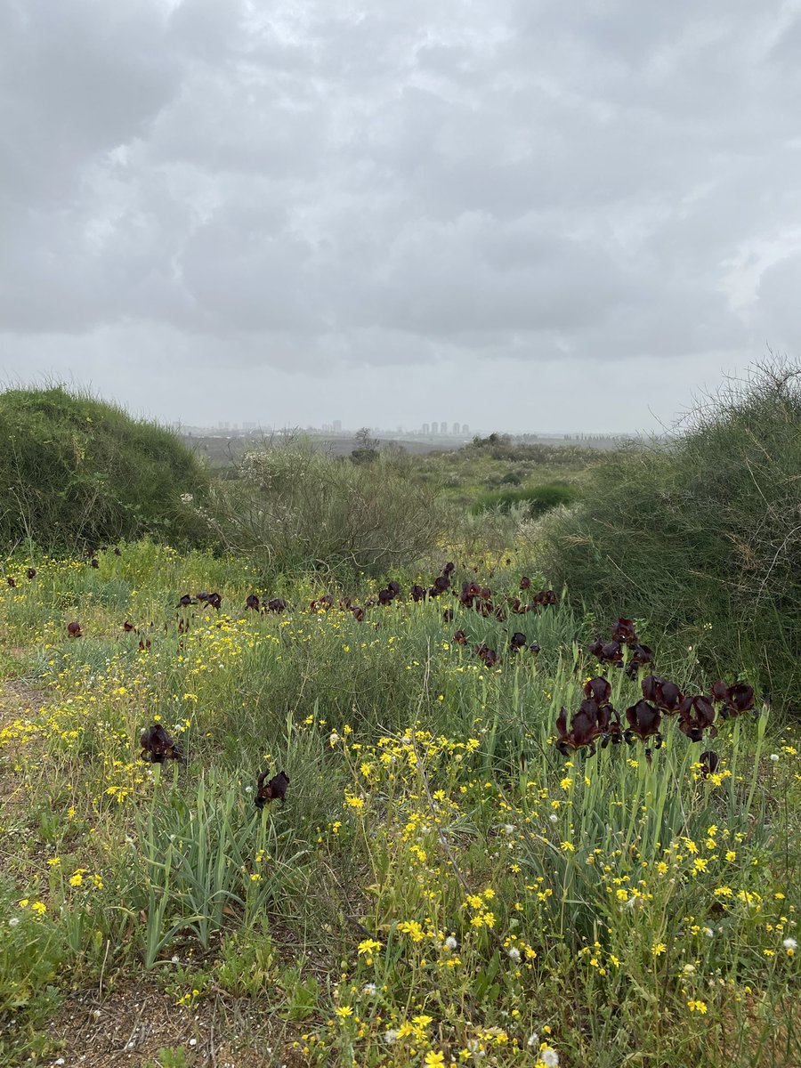 ZelzerLab tweet media