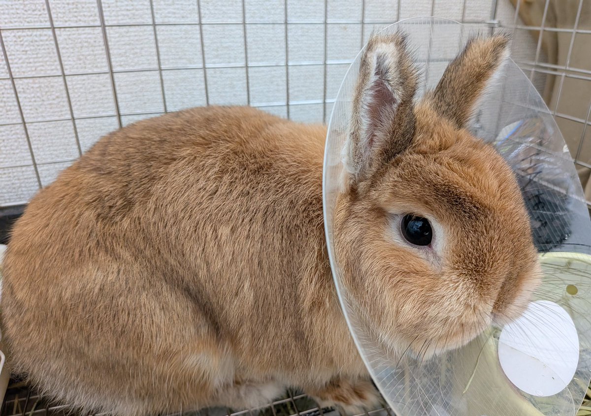 先日避妊手術を受けてきました🐰
生後半年前からずっとソワソワしてましたが、無事終わって良かったです。
まだ食欲が本調子じゃないのが少し心配ですが、今もチモシーむしゃむしゃ食べてるのですぐに元気になってくれると信じてます🍀
