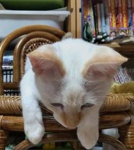 BrettCompLaw's tweet image. 辛い焼肉を準備する 🚶‍♀️