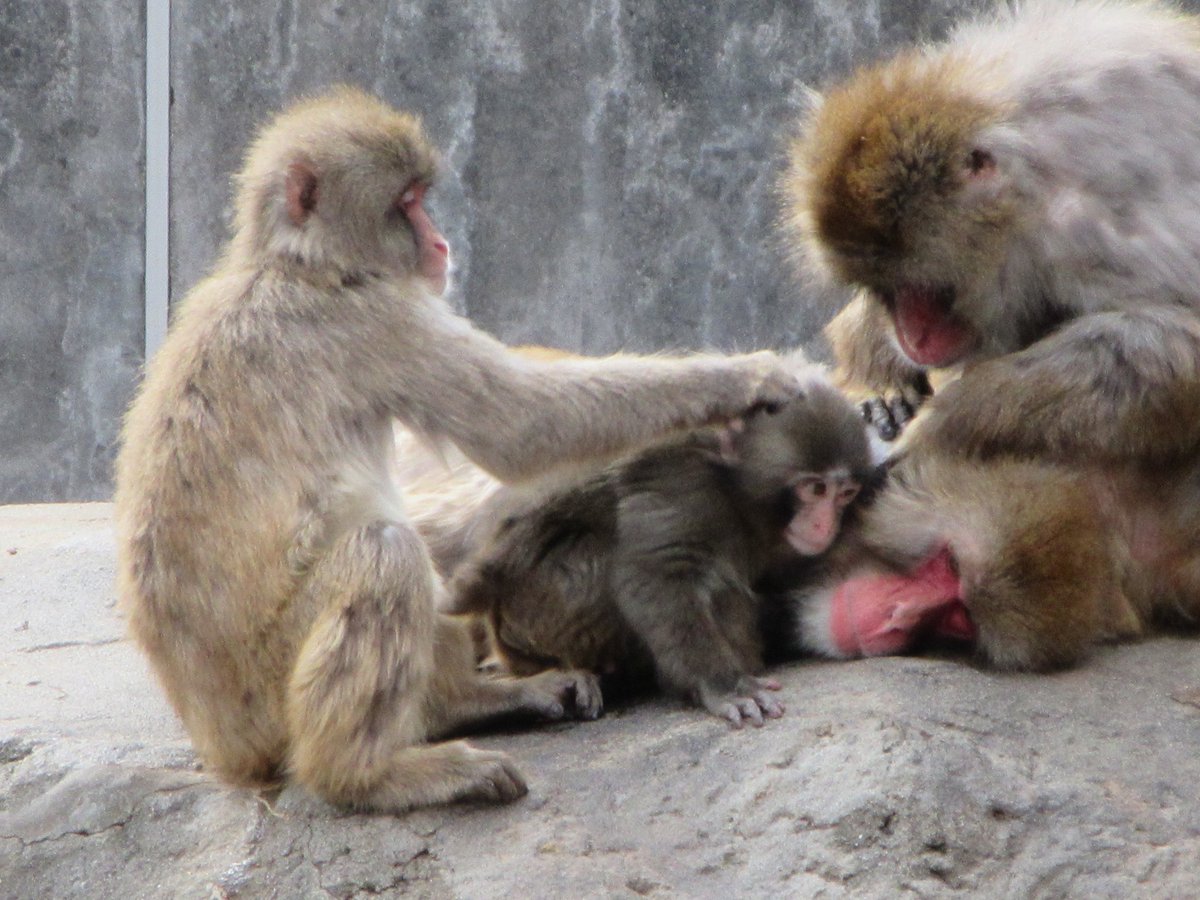 ぐいぐい仲間に入れられるパンチ🐒!?
2026.2.18
#市川動植物園　#がんばれパンチ
