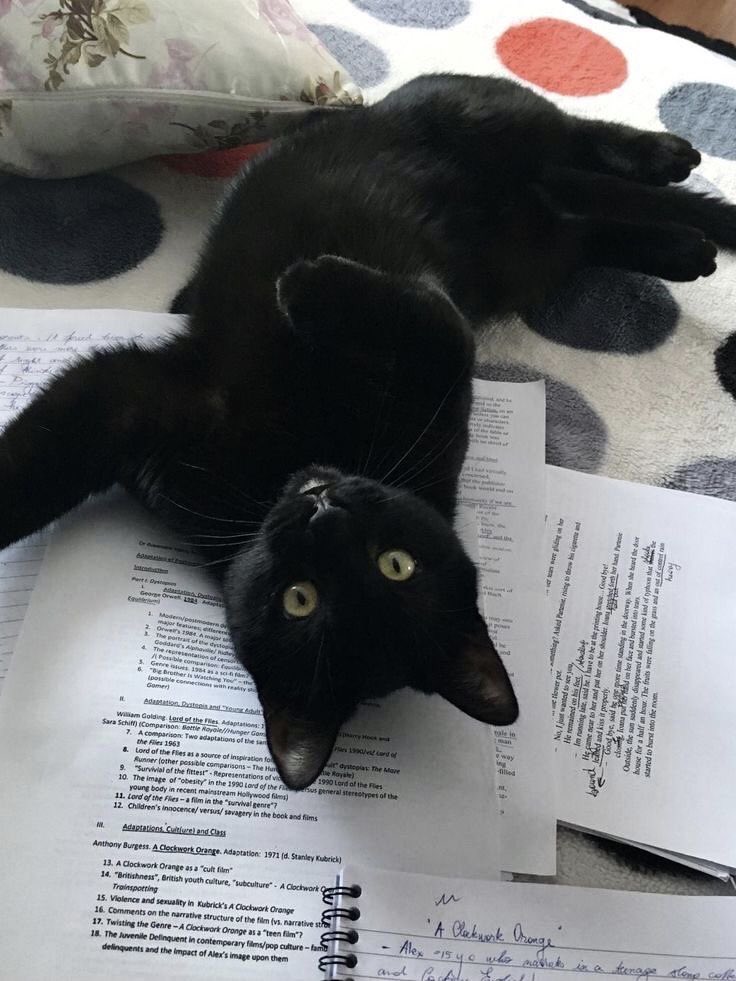 Black cats are not bad luck (@visualscat) on Twitter photo 