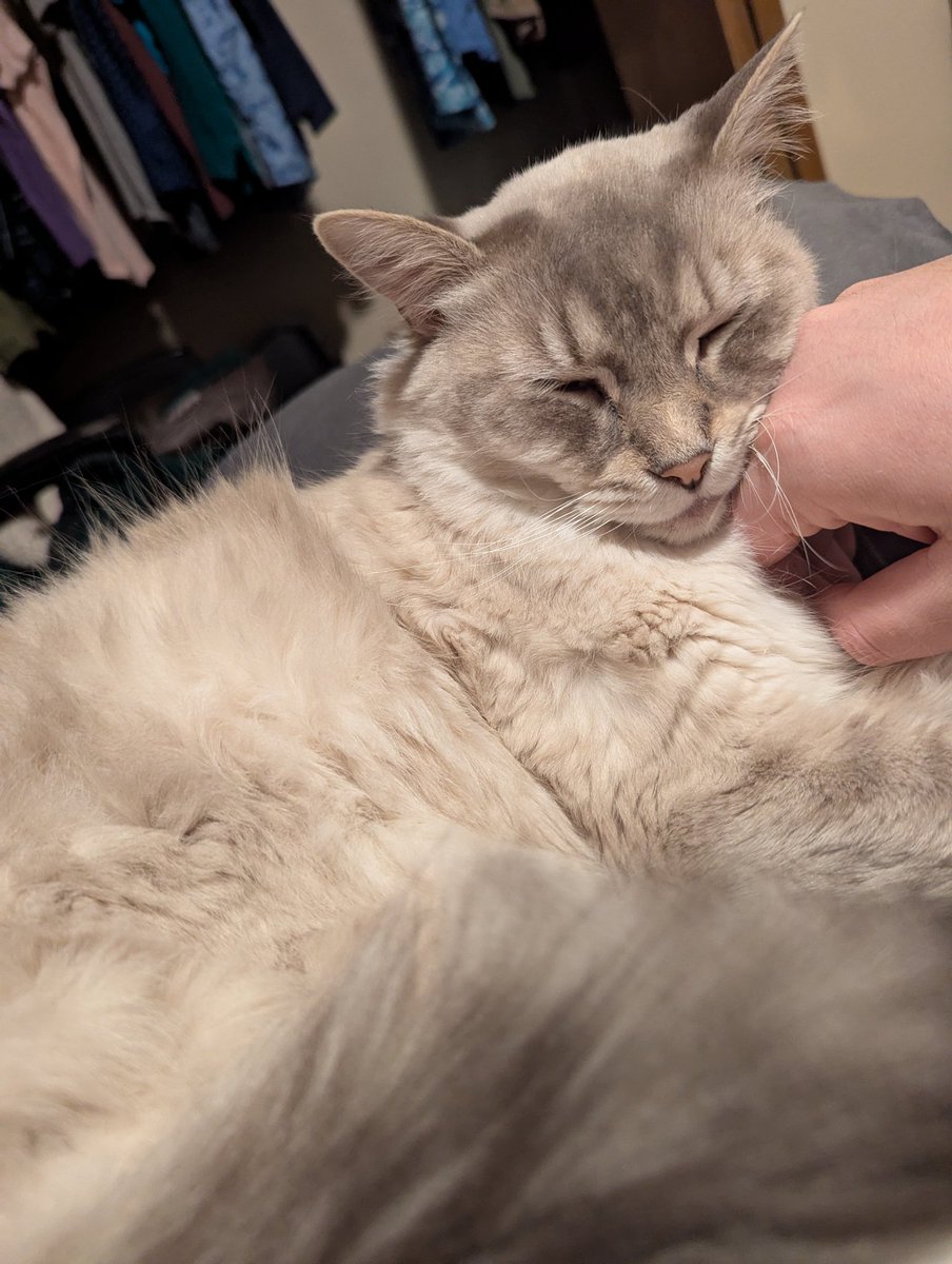 JustWake_'s tweet photo. Went from snoozing on his throne to snoozing on my lap. What a hard, hard life he lives. https://t.co/UxT3R59EW9