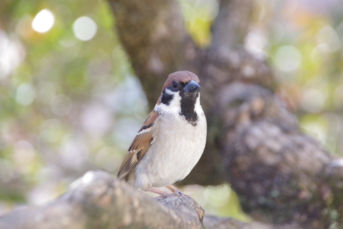 U*'エ'*)*'□'*) すずめ