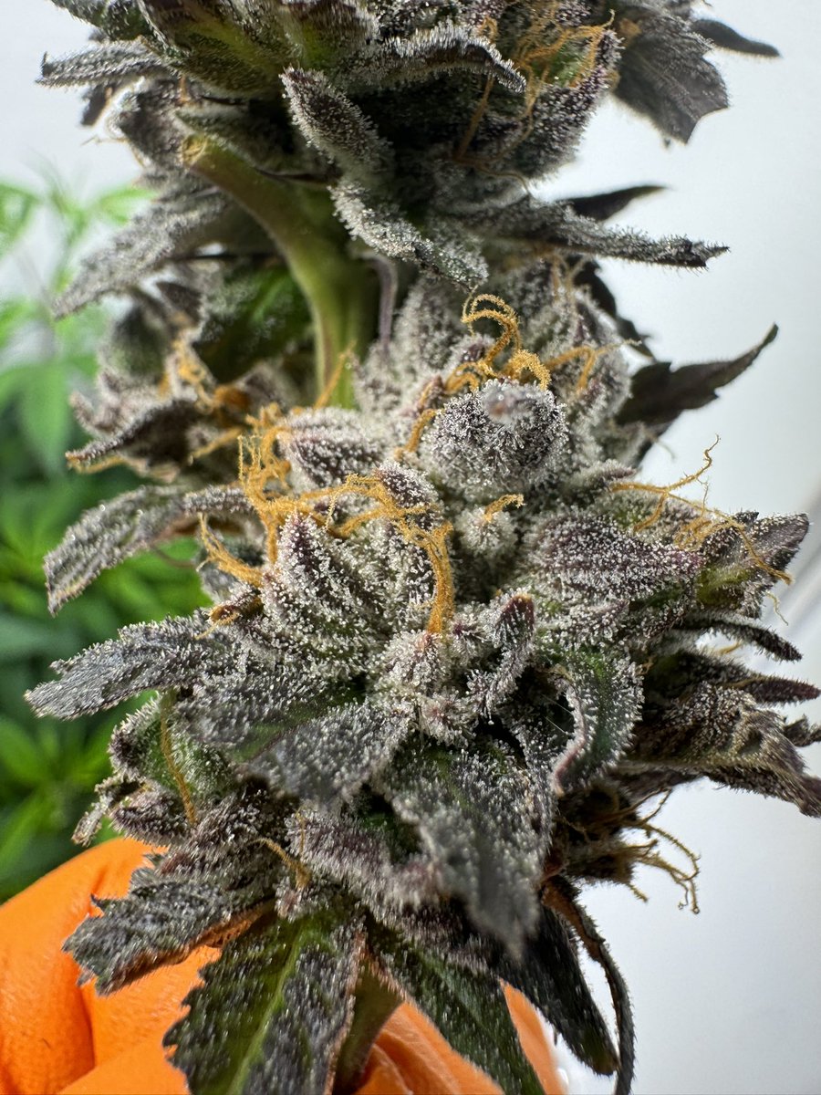 918BlueMoons's tweet photo. Platinum Kush Breath Remix #5 Blue Moon’s Cut 🤩⛽️ All organically Grown in living soil Out in  Oklahoma 🤠 https://t.co/LBqmS9qhWY
