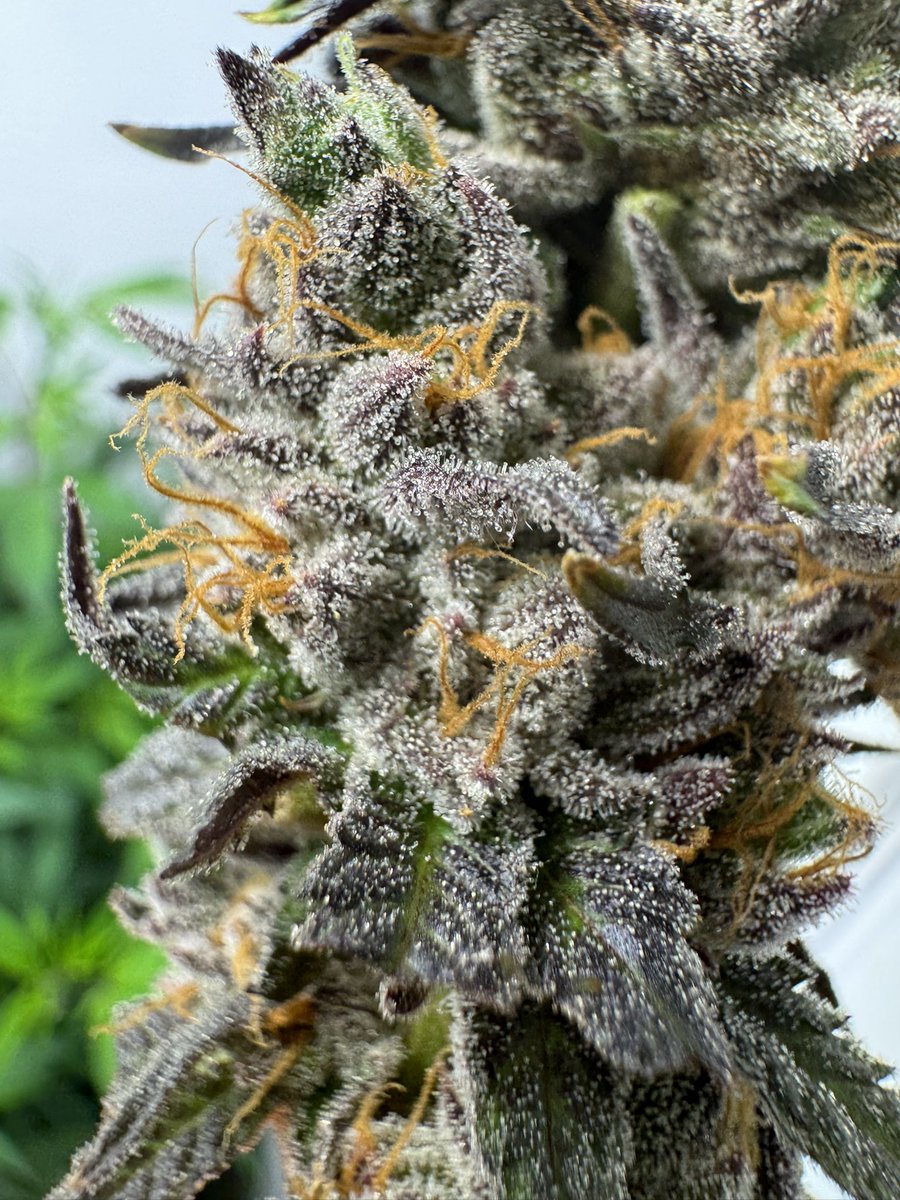 918BlueMoons's tweet photo. Platinum Kush Breath Remix #5 Blue Moon’s Cut 🤩⛽️ All organically Grown in living soil Out in  Oklahoma 🤠 https://t.co/LBqmS9qhWY