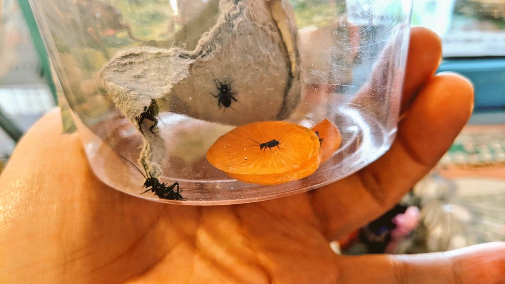 新商品！
かめんちゅコオロギのS〜MSサイズのミックスです。80匹入り（容器はエコ活のため再利用品）まずは店頭のみ。

ニホンヤモリ、ニホントカゲ、カナヘビに丁度良いサイズです☺️✨