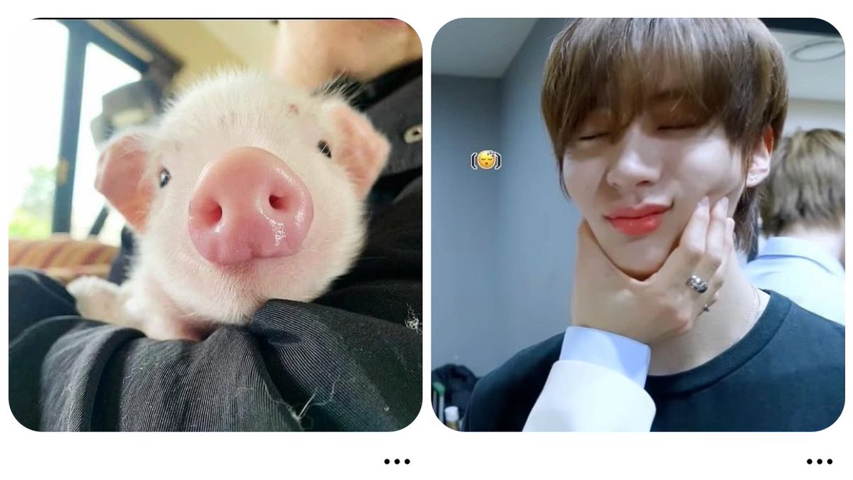 ชีเหมินหมูชมพูทุกตัวบนโลกจริงๆ🐽🐷🐖