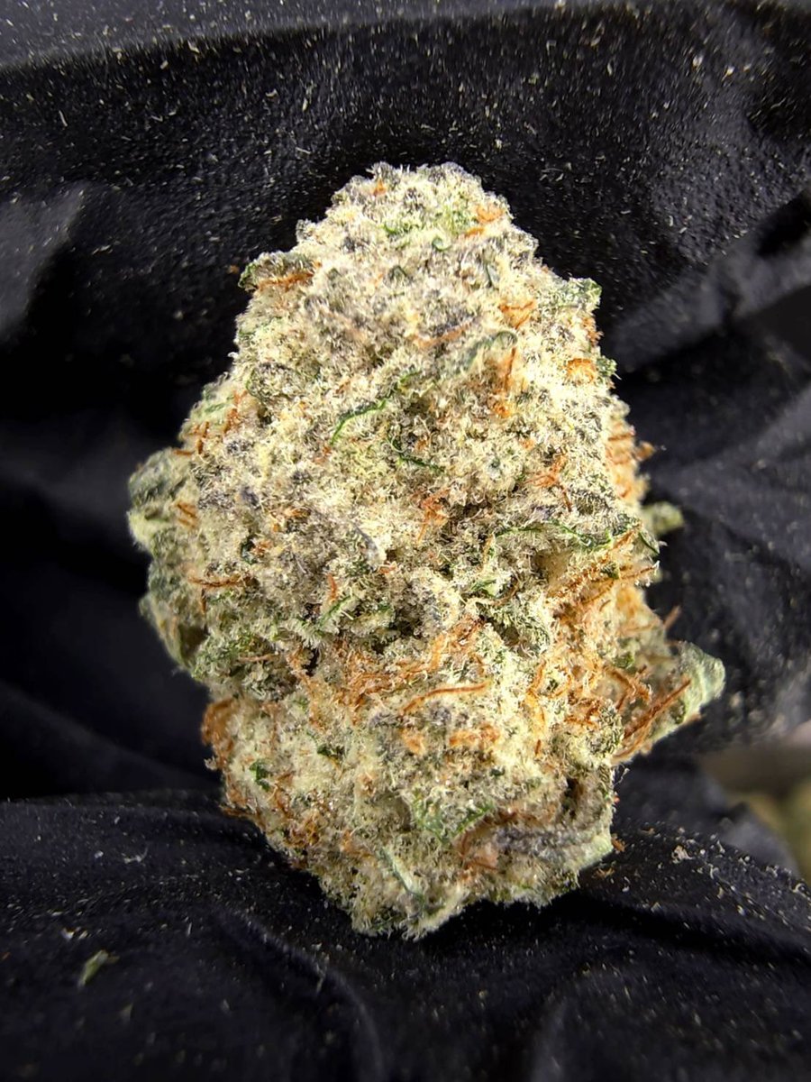 TopBuz89217's tweet photo. Winter Sunset ☃️☀️
Indica50% Sativa50%

THC ≈ 26%
Flavors : 🍊 Citrus · 🍬 Candy · 🌿 Herbal · ❄️ Cool · 🌅 Bright

Contact Line➡️  https://t.co/GkwiDZrYNS

#กัญชา #weed #กัญชากรุงเทพ #OG #สายเขียว #cannabis #กัญชาส่งGrab https://t.co/jnin2xMbYP
