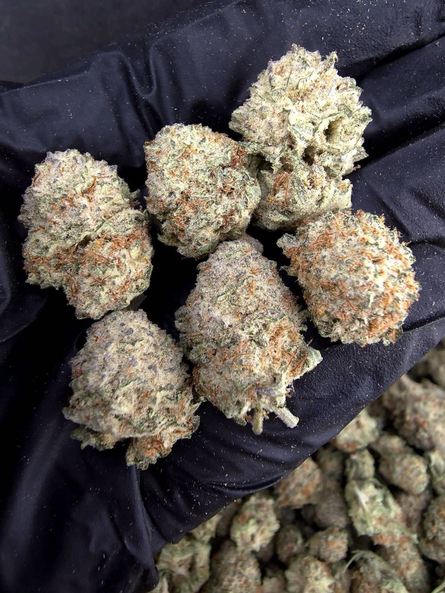 TopBuz89217's tweet photo. Winter Sunset ☃️☀️
Indica50% Sativa50%

THC ≈ 26%
Flavors : 🍊 Citrus · 🍬 Candy · 🌿 Herbal · ❄️ Cool · 🌅 Bright

Contact Line➡️  https://t.co/GkwiDZrYNS

#กัญชา #weed #กัญชากรุงเทพ #OG #สายเขียว #cannabis #กัญชาส่งGrab https://t.co/jnin2xMbYP