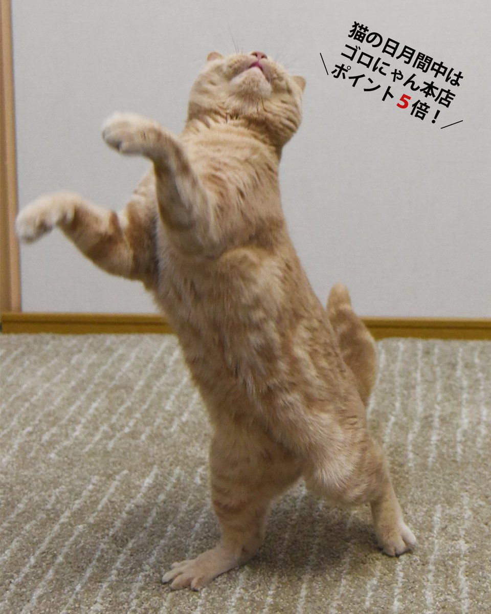 猫用品のゴロにゃん (@56nyan_com) / Posts / X