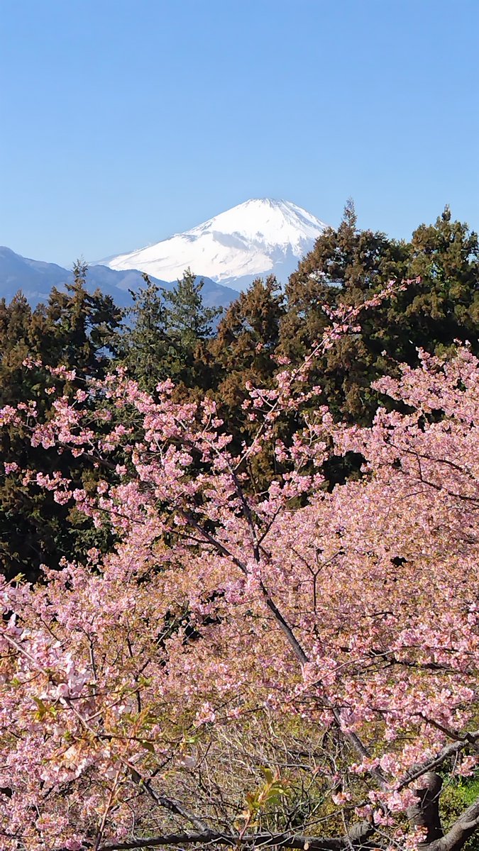gg2boxing's tweet photo. 桜と富士山見てきました🌸 https://t.co/oOzEySxjHx