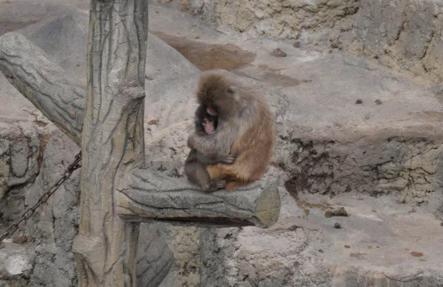 <a href="/culturaliteral1/">Cultura Literal</a> Ya logró encontrar quién lo mimara.
Ya podemos dormir tranquilos 🥰🐒🐒