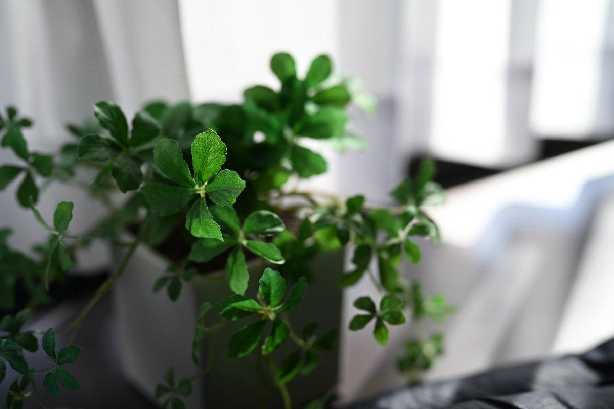 ワニマガジンより3月に出る異世界筋肉の単行本表紙の色校が来た。
大変よございます ٩( 'ω' )و 