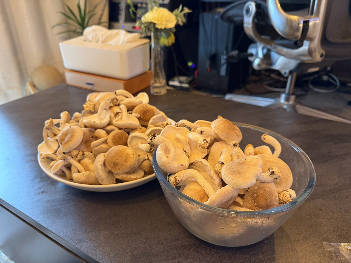 なんか、、、

食べ物を育てるとメンタル安定するってきいたから、キノコ育ててるんだけど？

え？

栽培1週間経たずにこれなんだけど？

キノコ農家になれってこと？🍄

ちなみに最近マジで元気