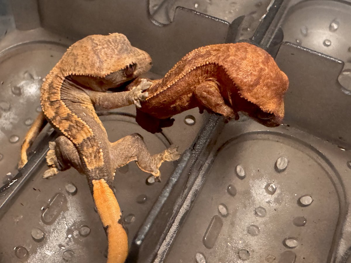 汚世話後に、産まれてた🦎仔を無ﾝ事に回収·͜·ᰔᩚ 右の子が少し発火🔥してました✨

#ｸﾚｽﾃｯﾄﾞｹﾞｯｺｰ
