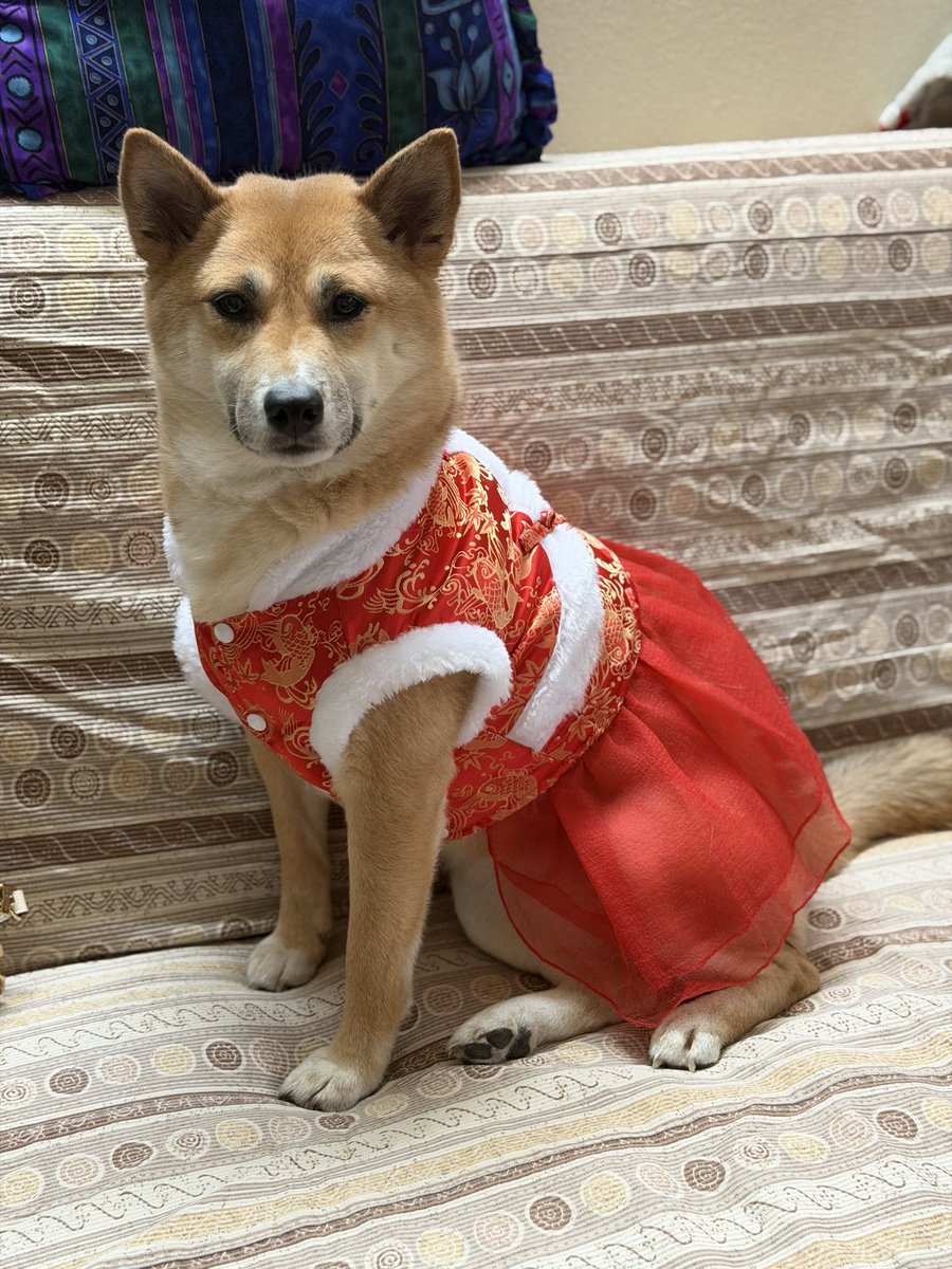Happy Lunar New Year 🧧🧧