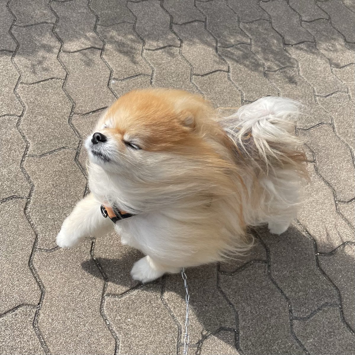 外出た瞬間終わったわ
#ポメラニアン #強風