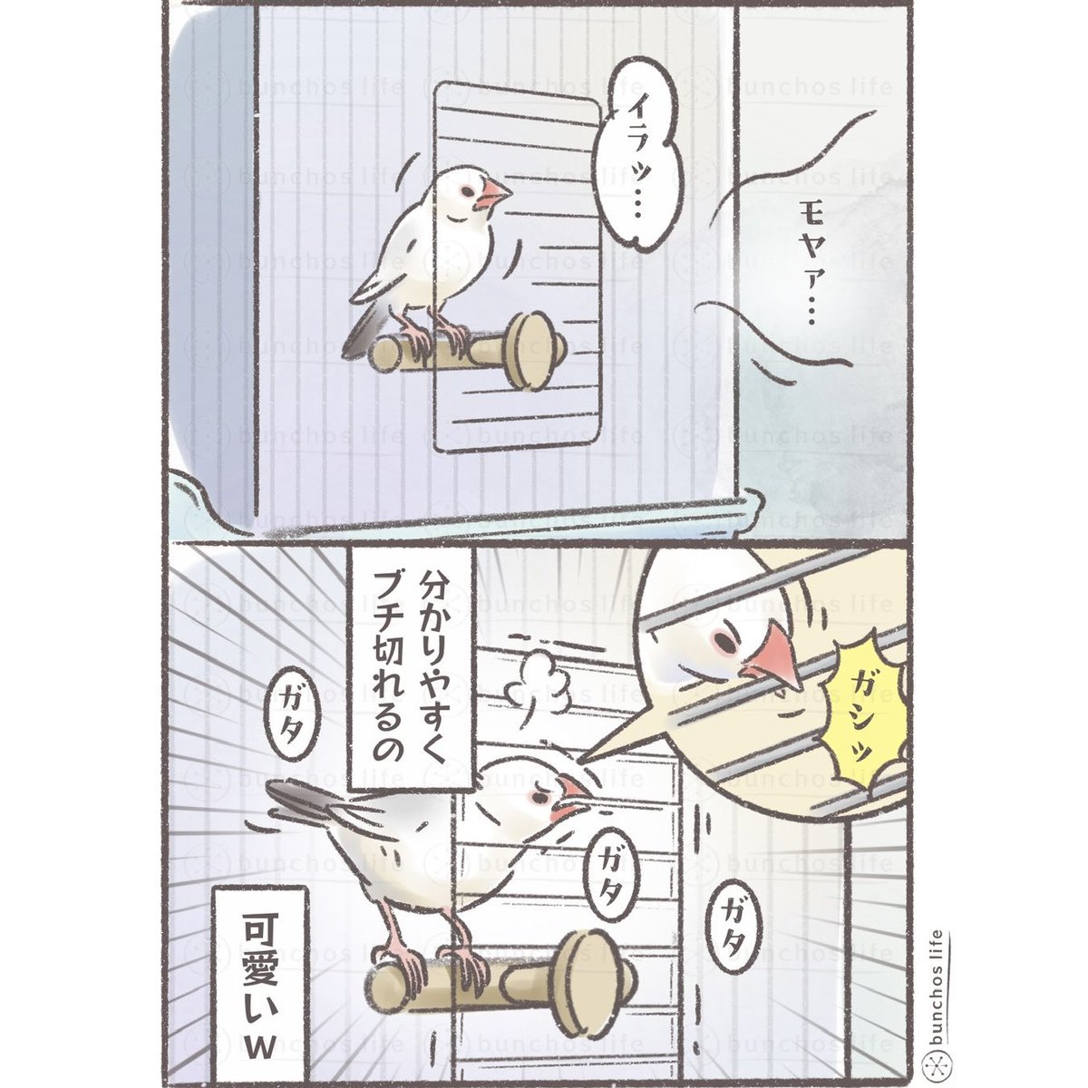 こむぎ🕊️ (@komugi_chan55) / Posts / X