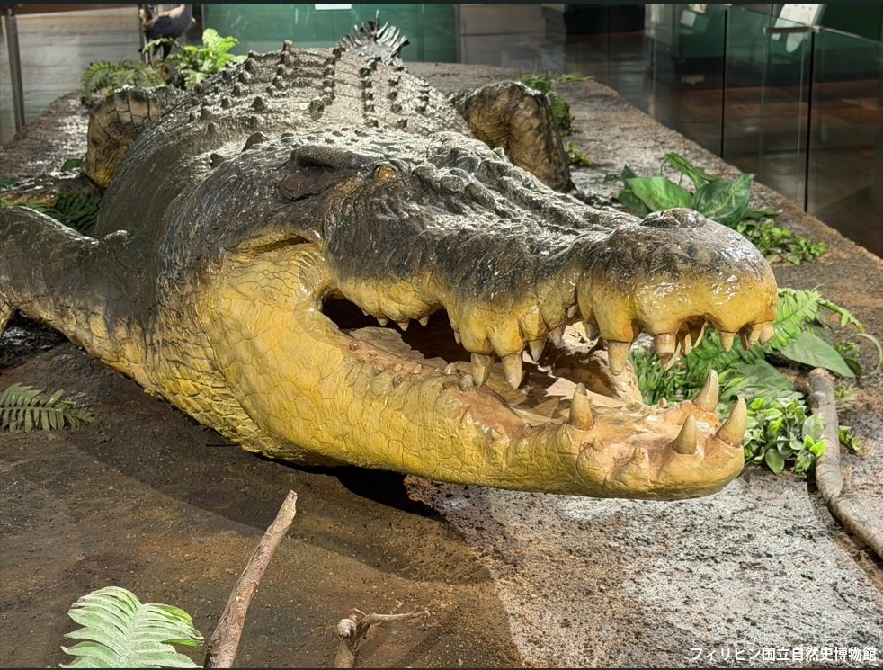 超危険生物展 でもひきつづきワニが見られちゃうのだな。しかし6mの