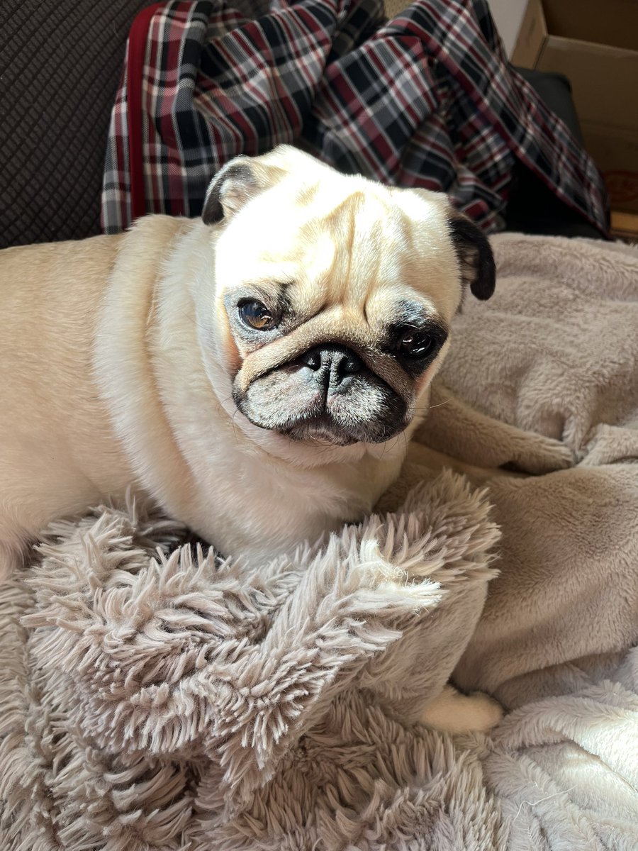 パグ犬めい子 (@meiko_pug) / Posts / X