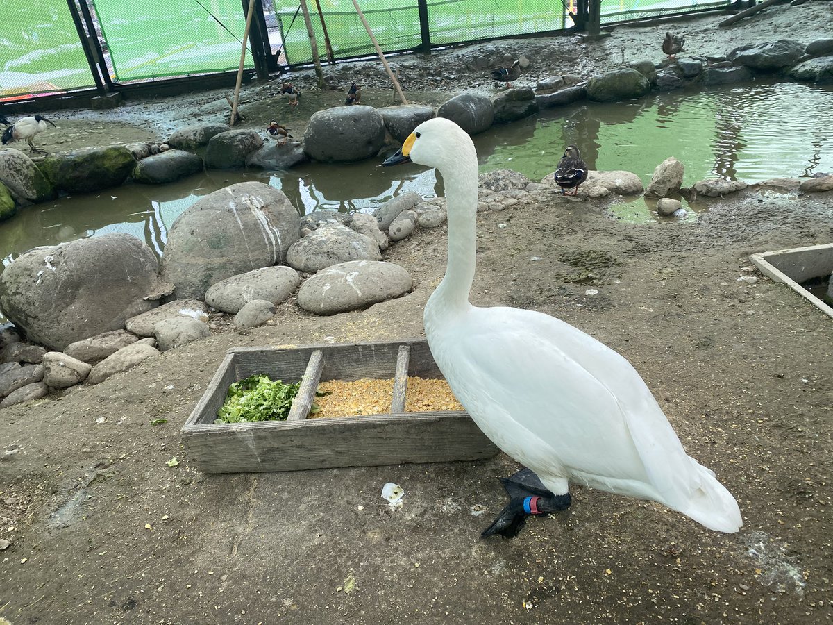 放鳥舎の中には、三種類の白鳥がいます。皆さん見分けつきますか