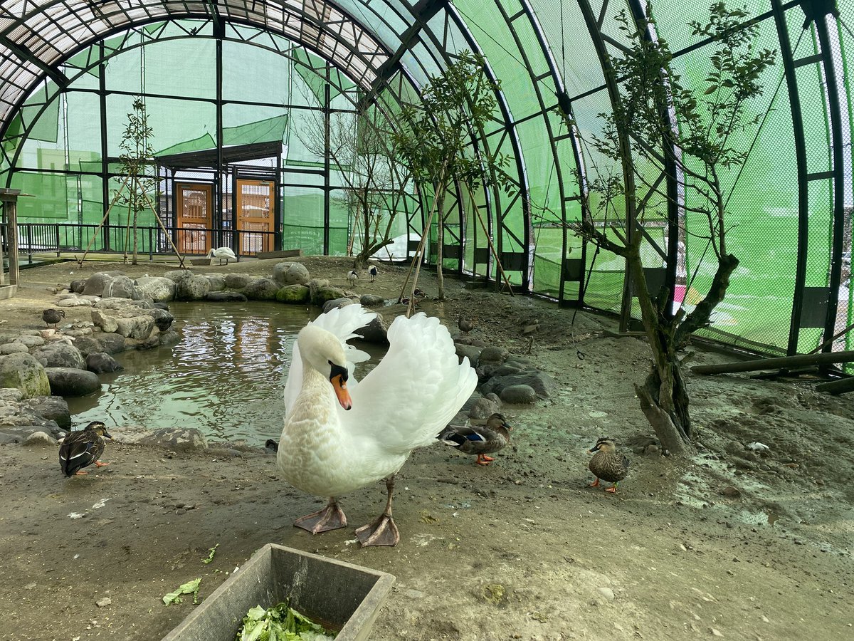 放鳥舎の中には、三種類の白鳥がいます。皆さん見分けつきますか