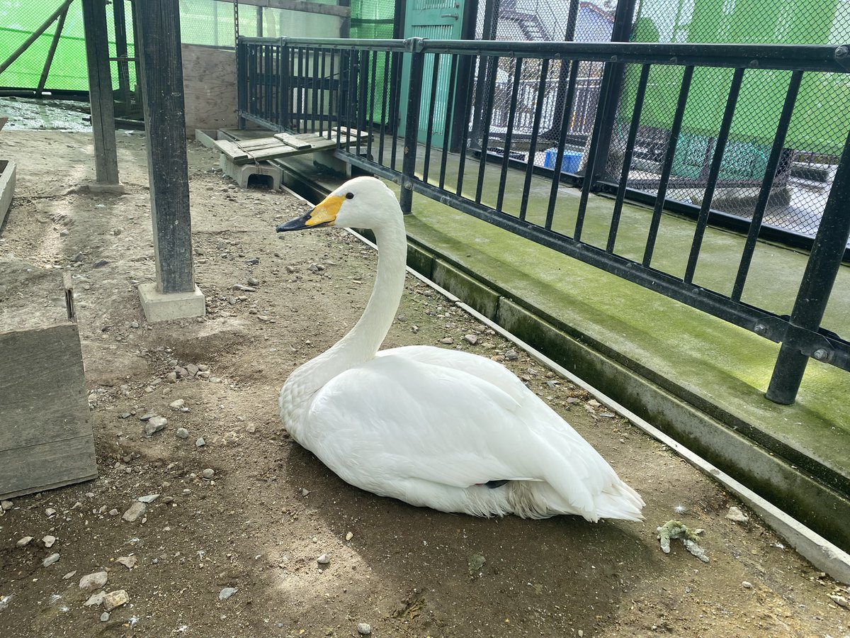 放鳥舎の中には、三種類の白鳥がいます。皆さん見分けつきますか
