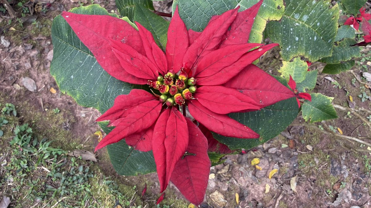 これ、ヒロちゃんの髪飾り花じゃないですか？#まのさば