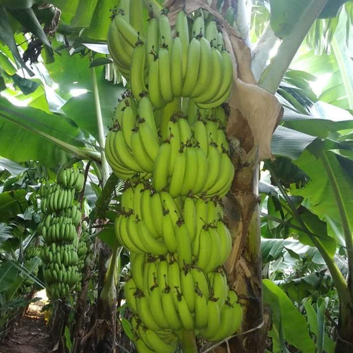 Assenga Jr tweet media