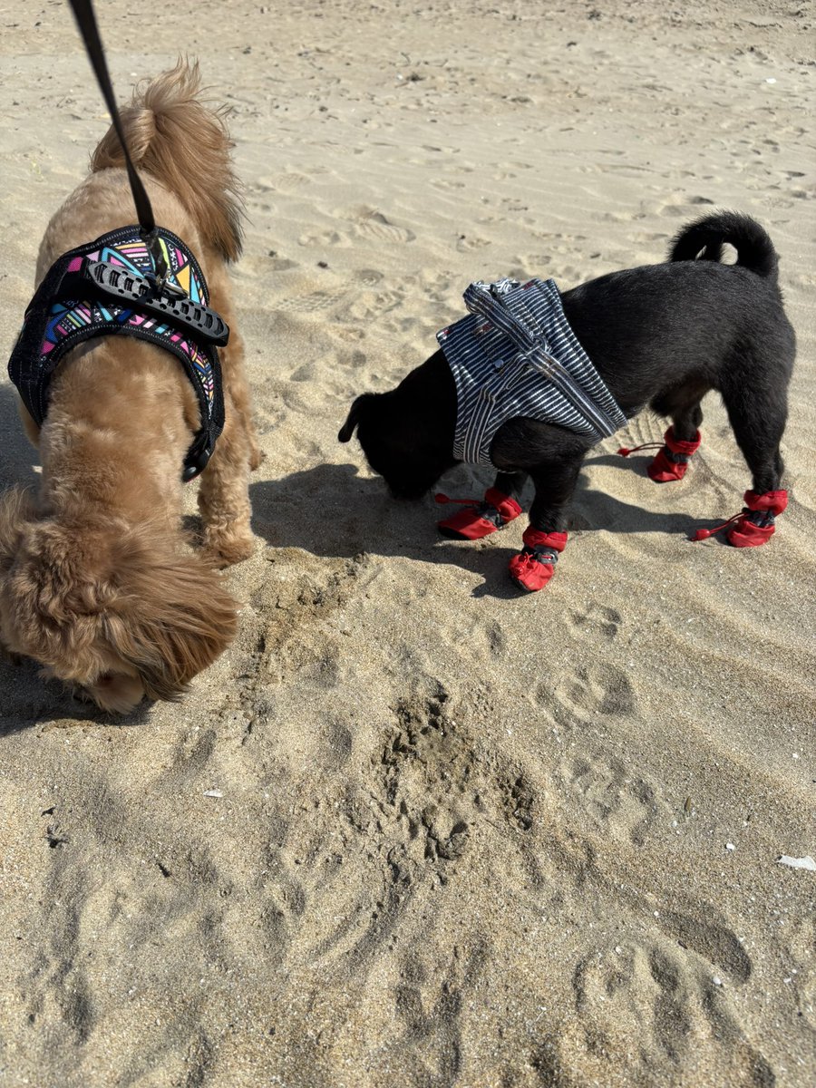 曲を作りに海へお散歩🐶
イッヌー何気に初めての海🐶
海デビューは、水を怖がり海の方には行かなかったよー💦