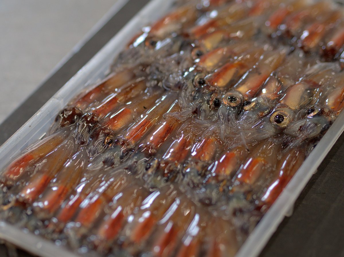 春よ🌸来い。
ほたるいか❣️