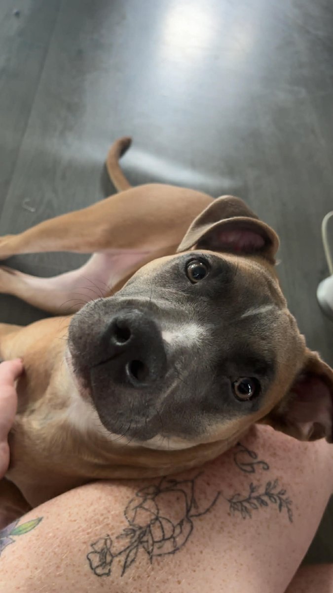 SolomonsDrew's tweet photo. Help me grow? 
Have cute puppy photo x https://t.co/n0QsFSzbFC