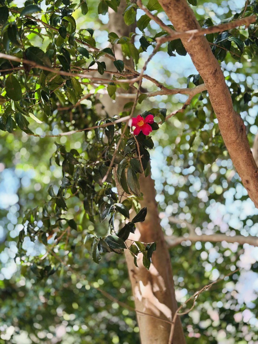 1030時、気温8℃なれど風強し。
こんなに春が待ち遠しい年があったかな。