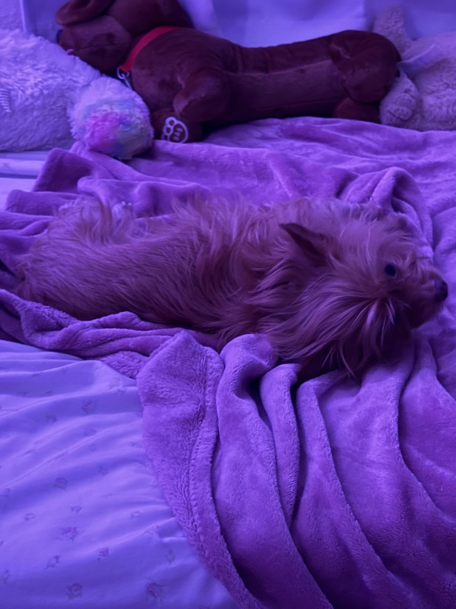 🐾 (@evilfoiddog) on Twitter photo 