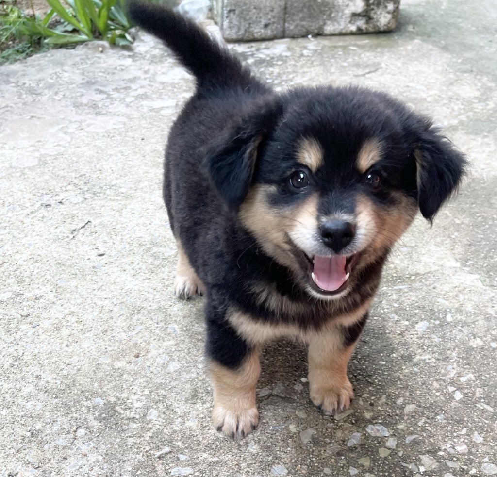 เติมยิ้มหมาเด้กรายวัน 🐶