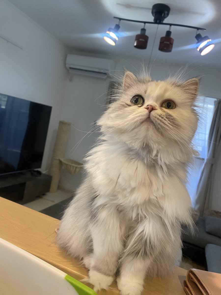 あっち向いてホイ！ 下と上バージョン❣️