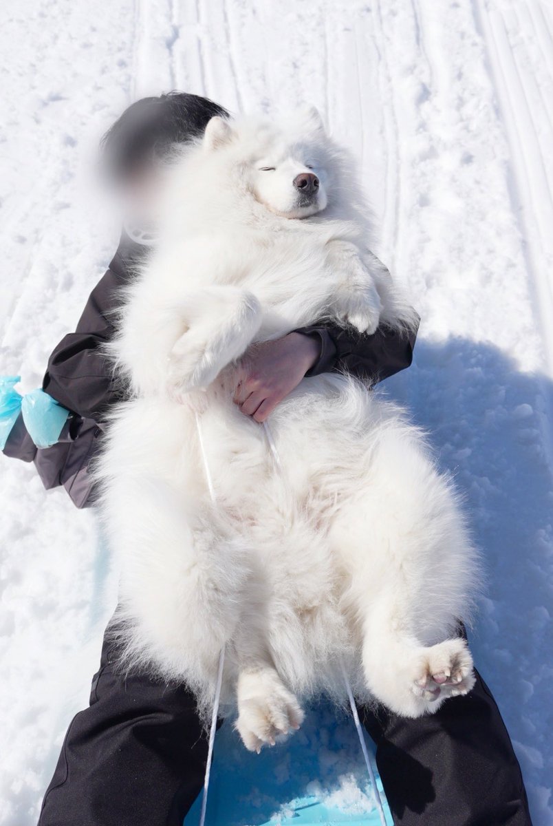 ゲレンデで滑りながら、寝ちゃうサモエド