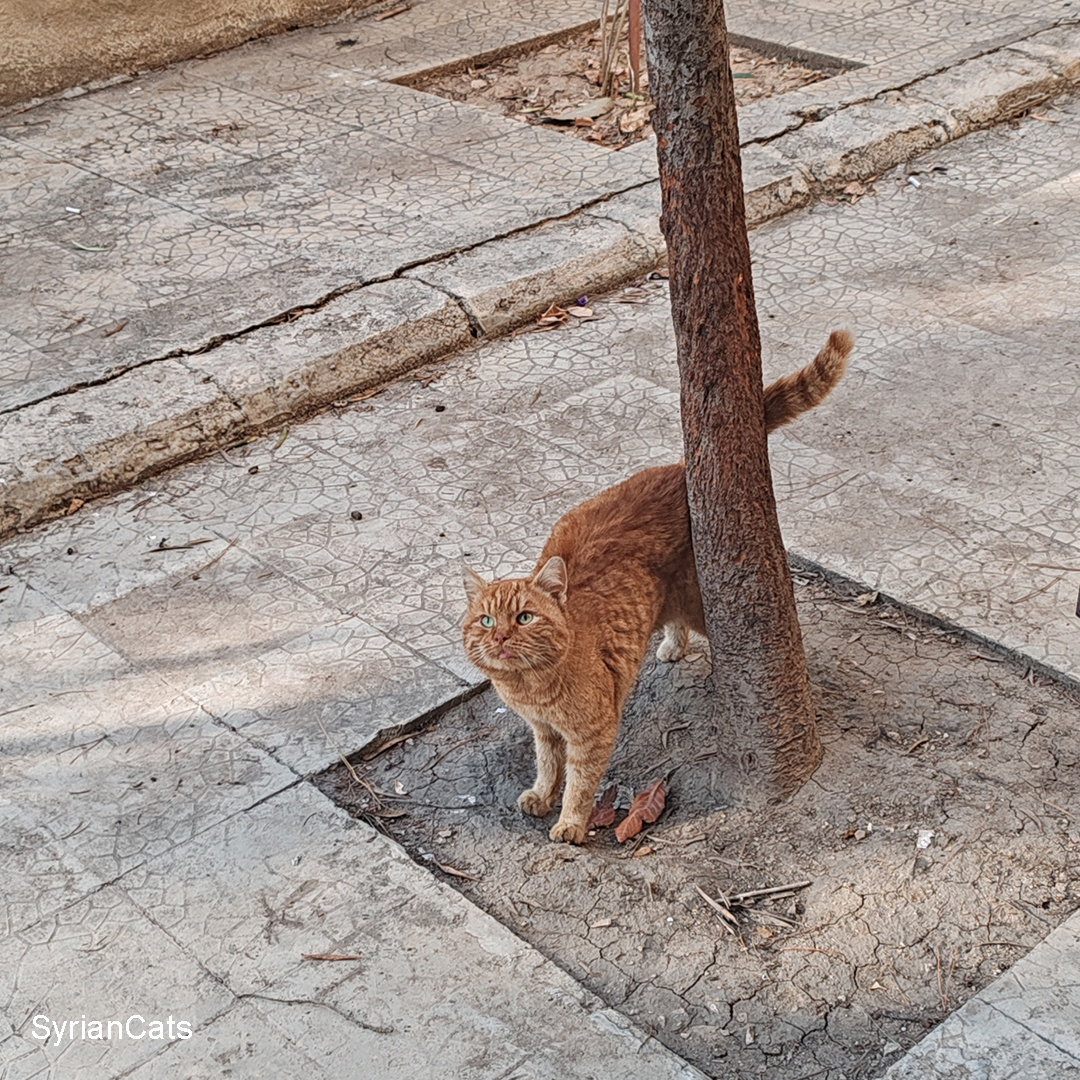 Syrian Cats tweet media