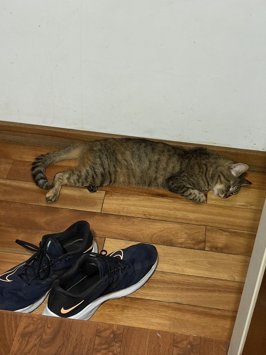 pq mi gata duerme así parece una bolsa  de papas