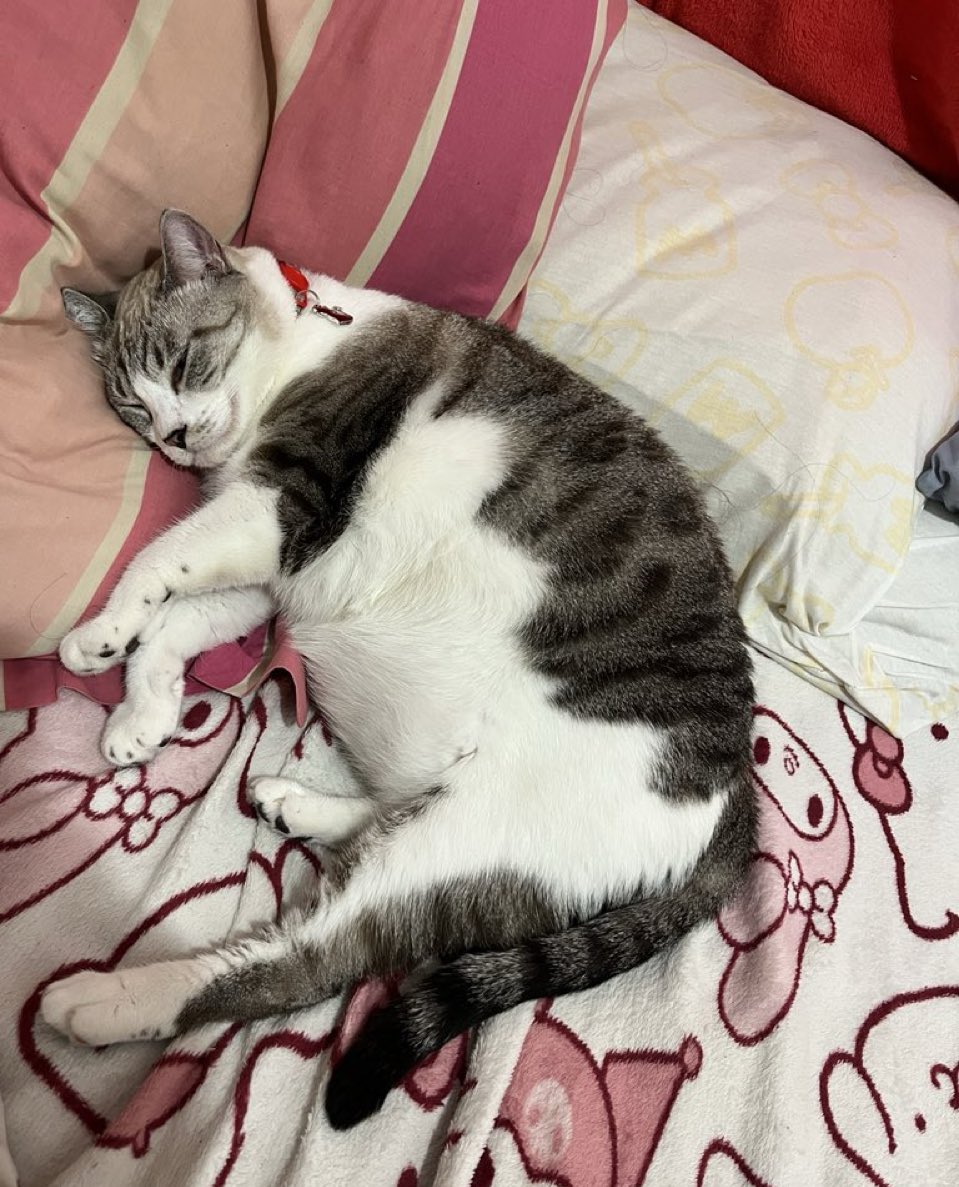 himebruna's tweet image. *chego
*deito na sua cama
*com a cabeça no seu travesseiro
*roubo todo o espaço onde você deita
*durmo