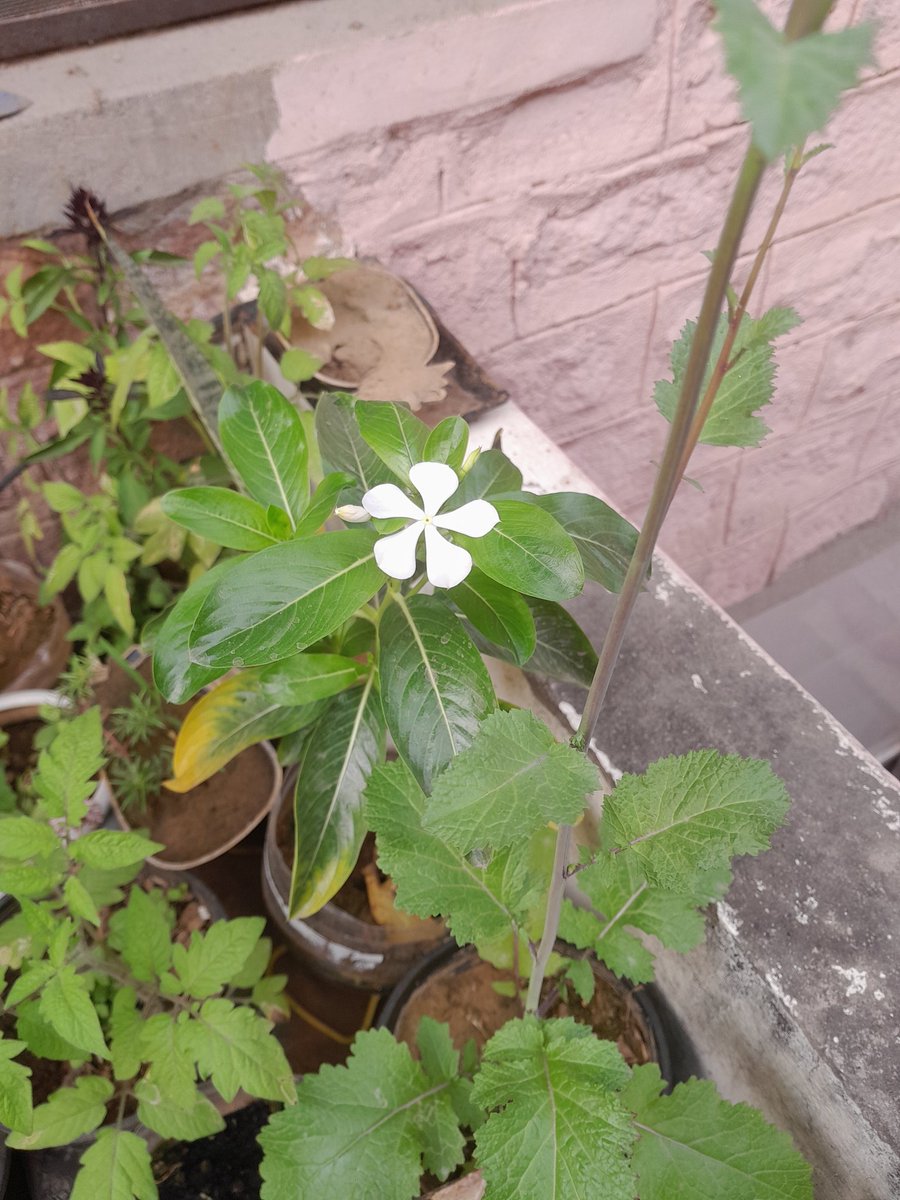 bts_deprived's tweet photo. #FlowerForHobi #Hobiuary #HopeMonth https://t.co/TdZ9YwRAfM