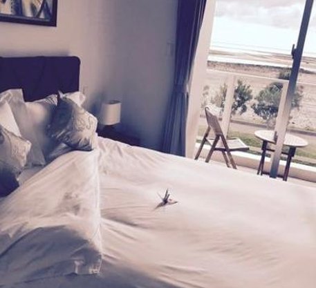 ひとみ tweet media