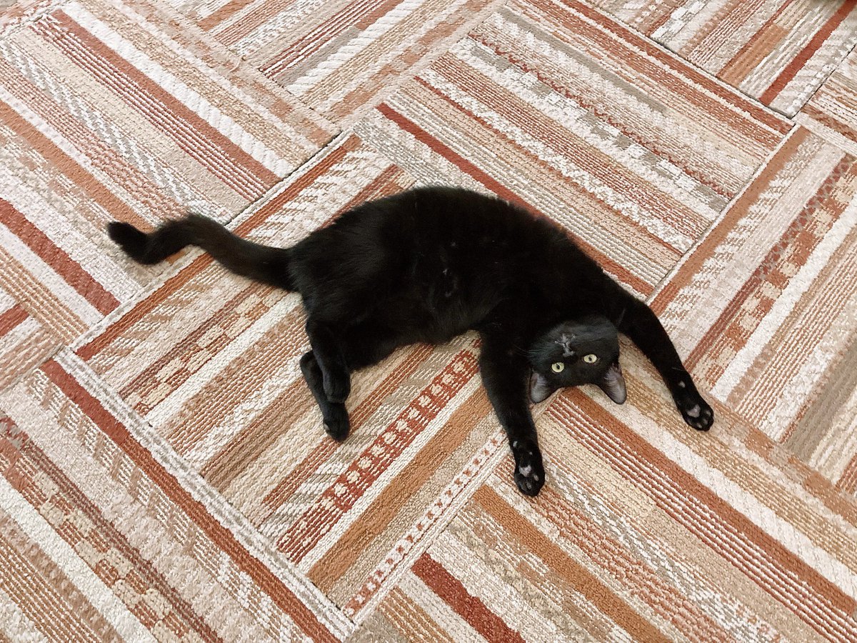 にゃん太郎 (@nyannyan__taro) / Posts / X