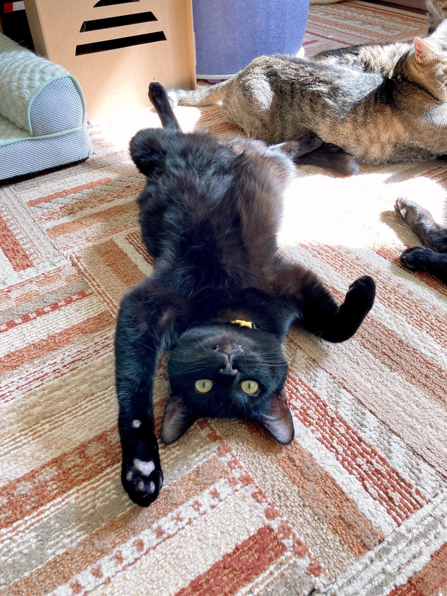 にゃん太郎 (@nyannyan__taro) / Posts / X