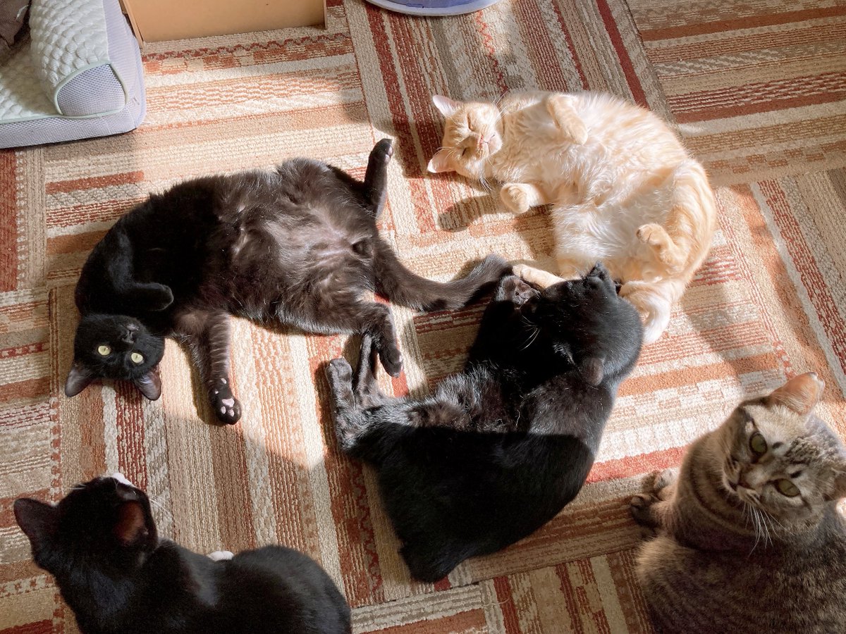 にゃん太郎 (@nyannyan__taro) / Posts / X