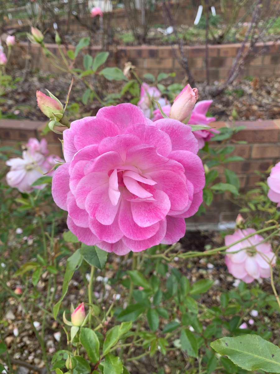 おはようございます🌷
花に恋してます✨ 
      🟫🟫⬜️🟫🟫
      🟫🟫🟫🟫🟫
  🟫🟫⬛️🟫⬛️🟫🟫
  🟫🟫⬜️⬛️⬜️🟫🟫
  🟫🟫⬜️⬜️⬜️🟫🟫
  🟫🟫🟫🟫🟫🟫🟫❁⃘*.ﾟ💐🤍
      🟫🟫🟫🟫🟫
      🟫🟫🟫🟫🟫
      🟫🟫🟫🟫🟫
           🟫🟫🟫
           🟫⬜️🟫